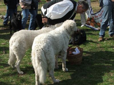 A teljes méretű képhez kattints ide