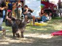 Nombre de foto=sziget_071.JPG
Tamaño de foto=269KiB
Dimensiones=902x676
Fecha añadida=Septiembre 25, 12 sziget_071.JPG