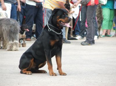 A teljes méretű képhez kattints ide