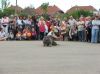 Fájlnév=dscf9805.JPG
Fájlméret=168KiB
Méretek=795x596
Hozzáadás dátuma=2012 Szeptember 25. dscf9805.JPG