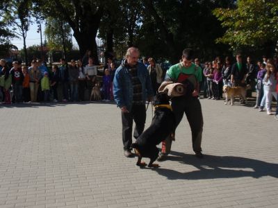 A teljes méretű képhez kattints ide